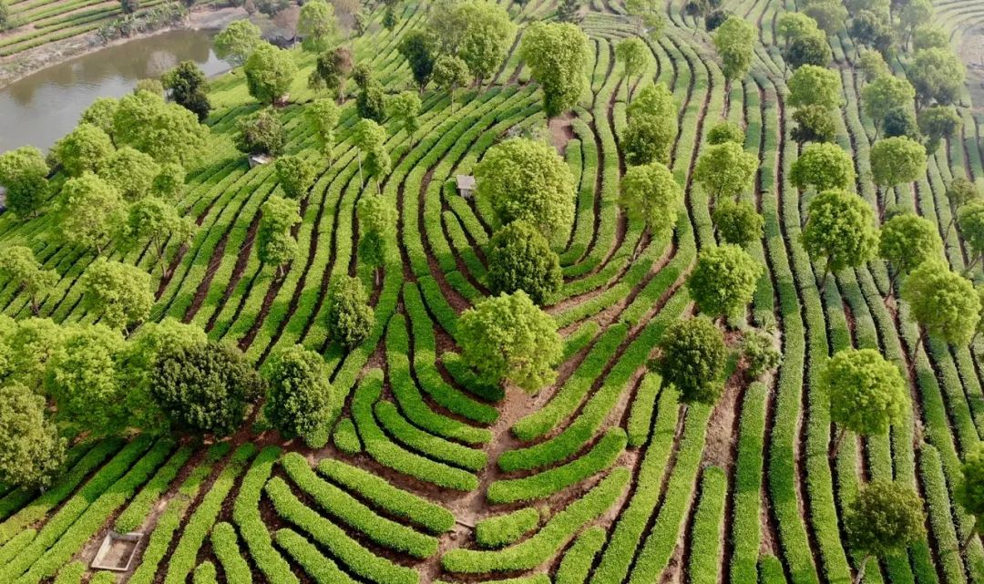 普洱思茅：茶韵咖香交织 助力产业升级(图5)